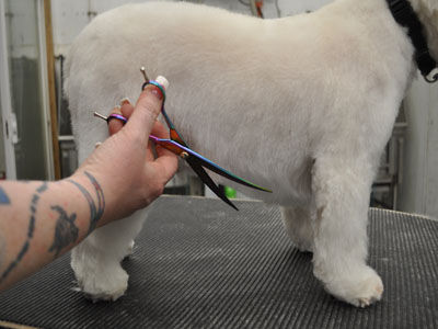 Pet Westie Trim